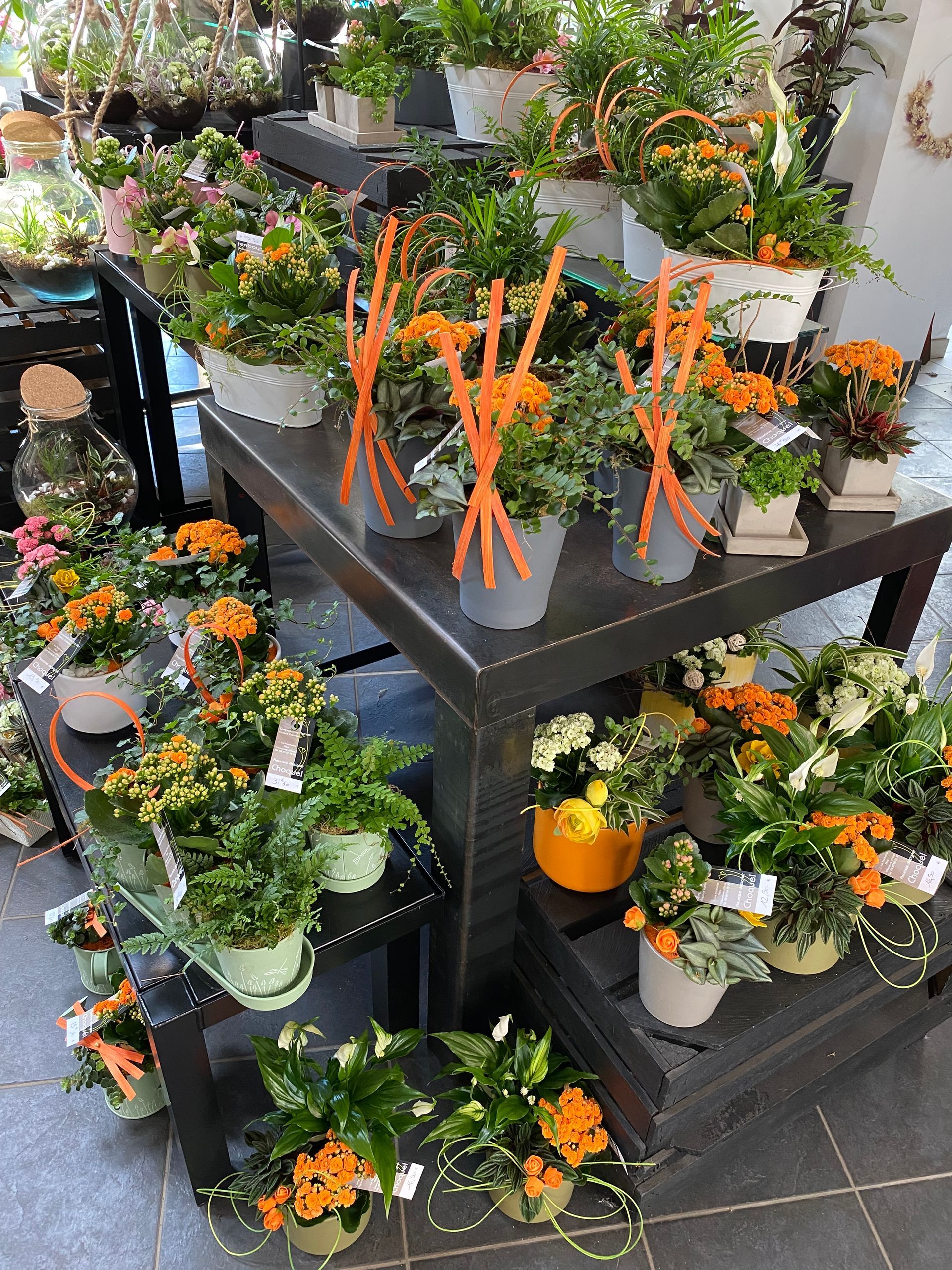 Beaucoup de plantes orange mis sur des étagères