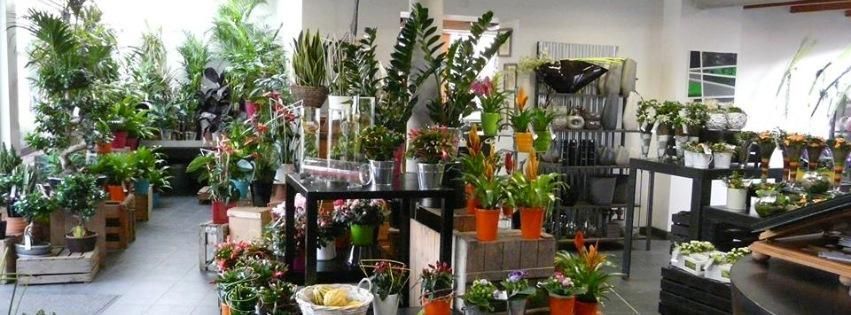 Panorama des étagères de plantes