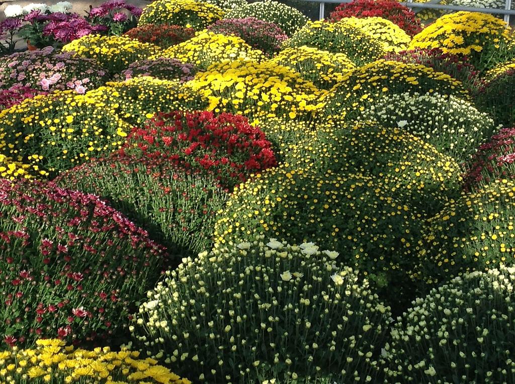 Chrysanthèmes en massifs en train de fleurir