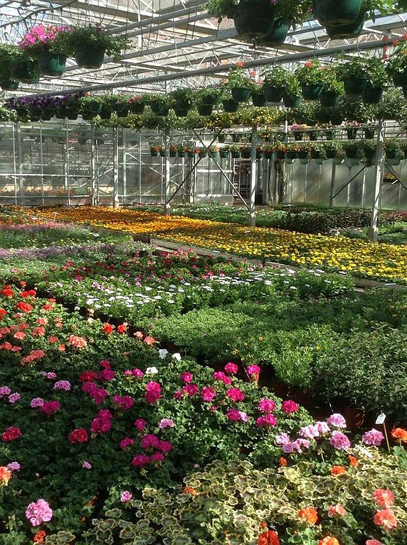 Serre avec de nombreux plants