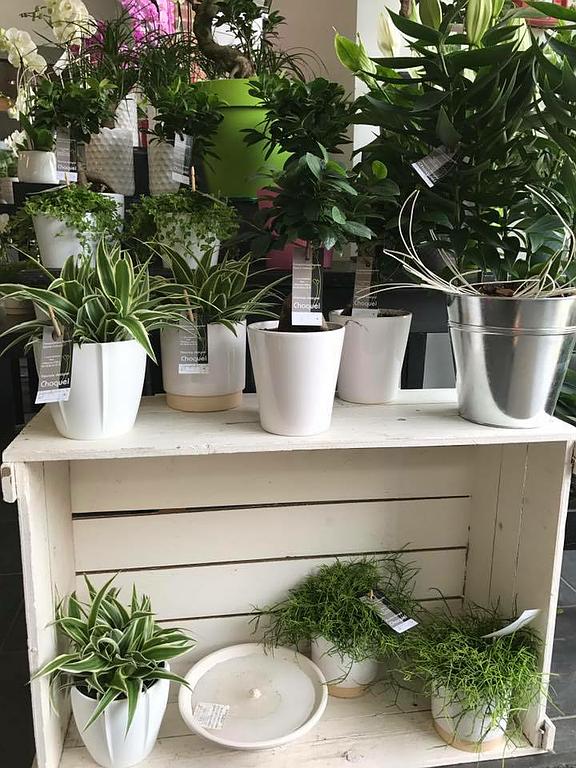 Petites plantes vertes