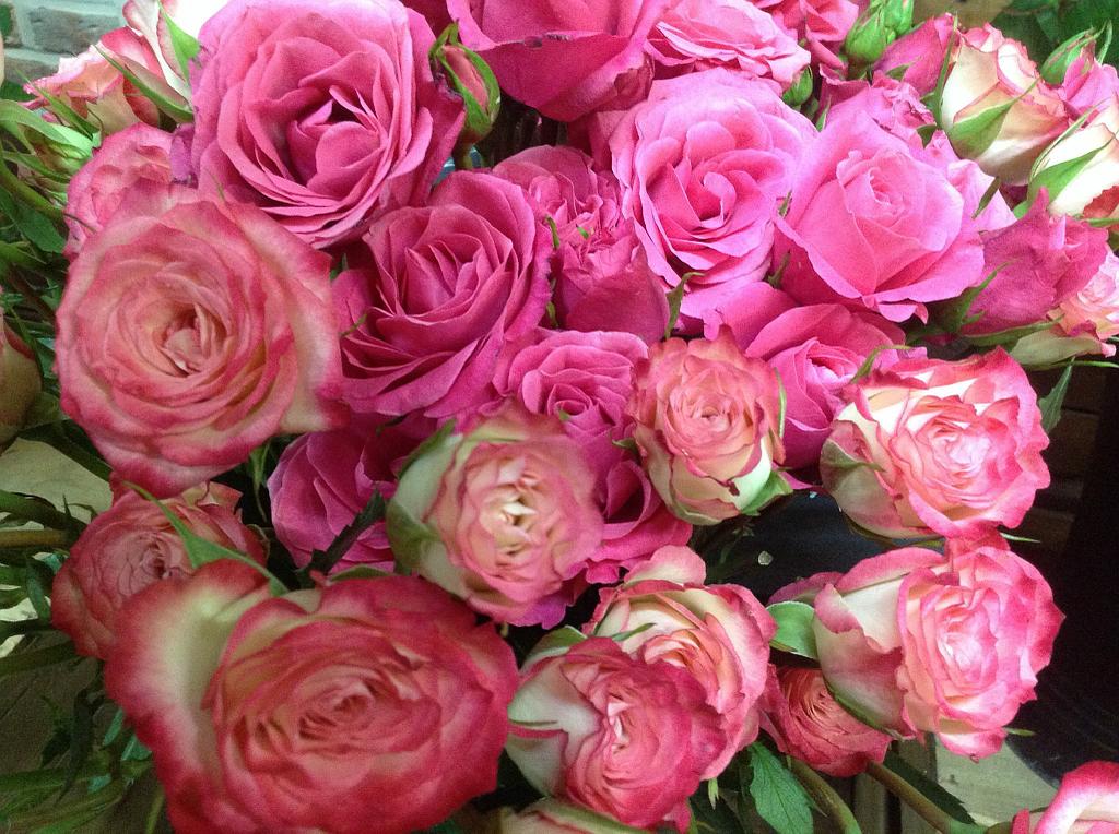 Bouquet de roses roses avec des bourgeons