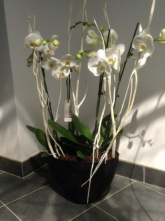 Plusieurs orchidées dans un pot