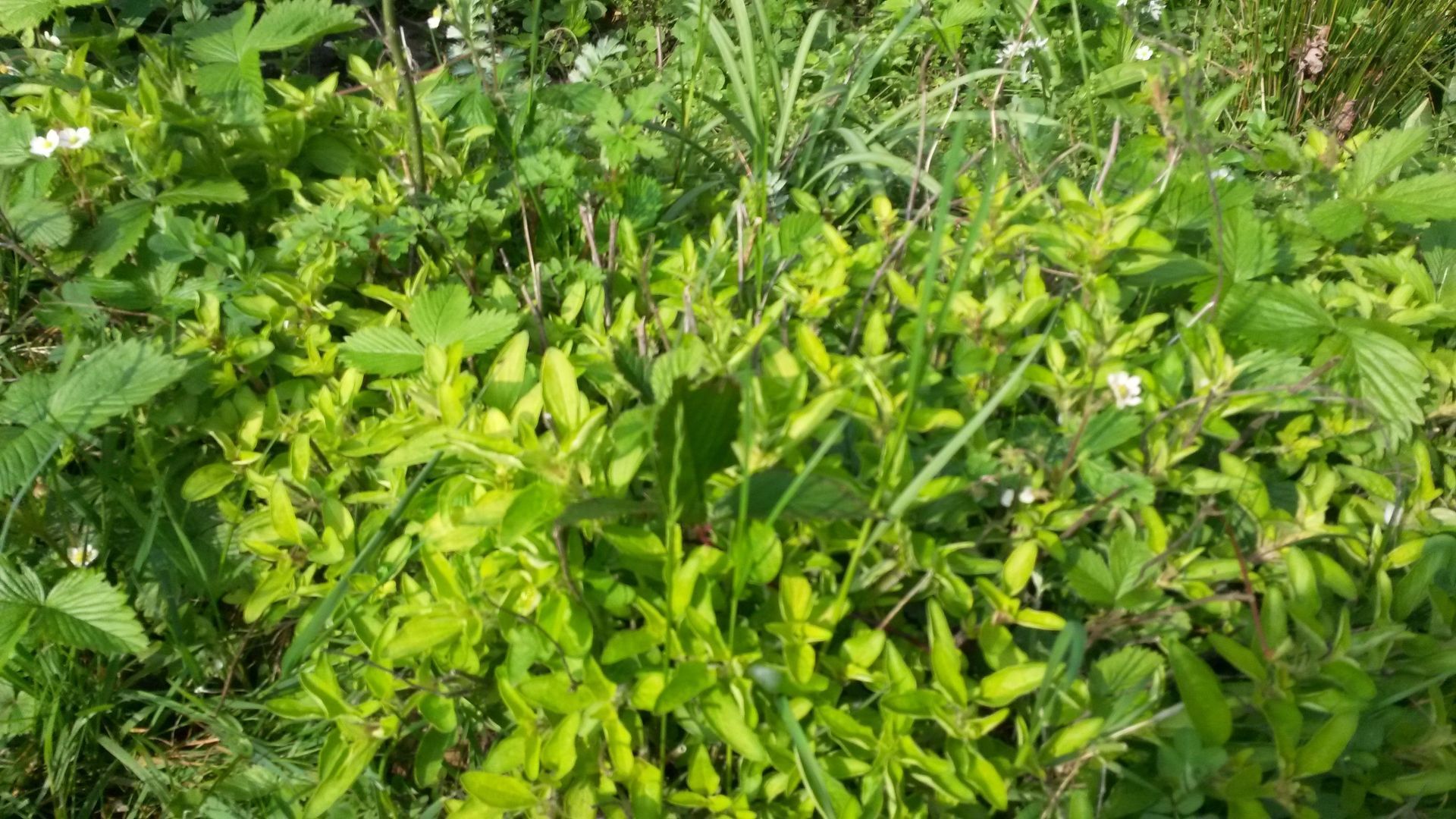 Im Gras wachsen viele grüne Pflanzen.