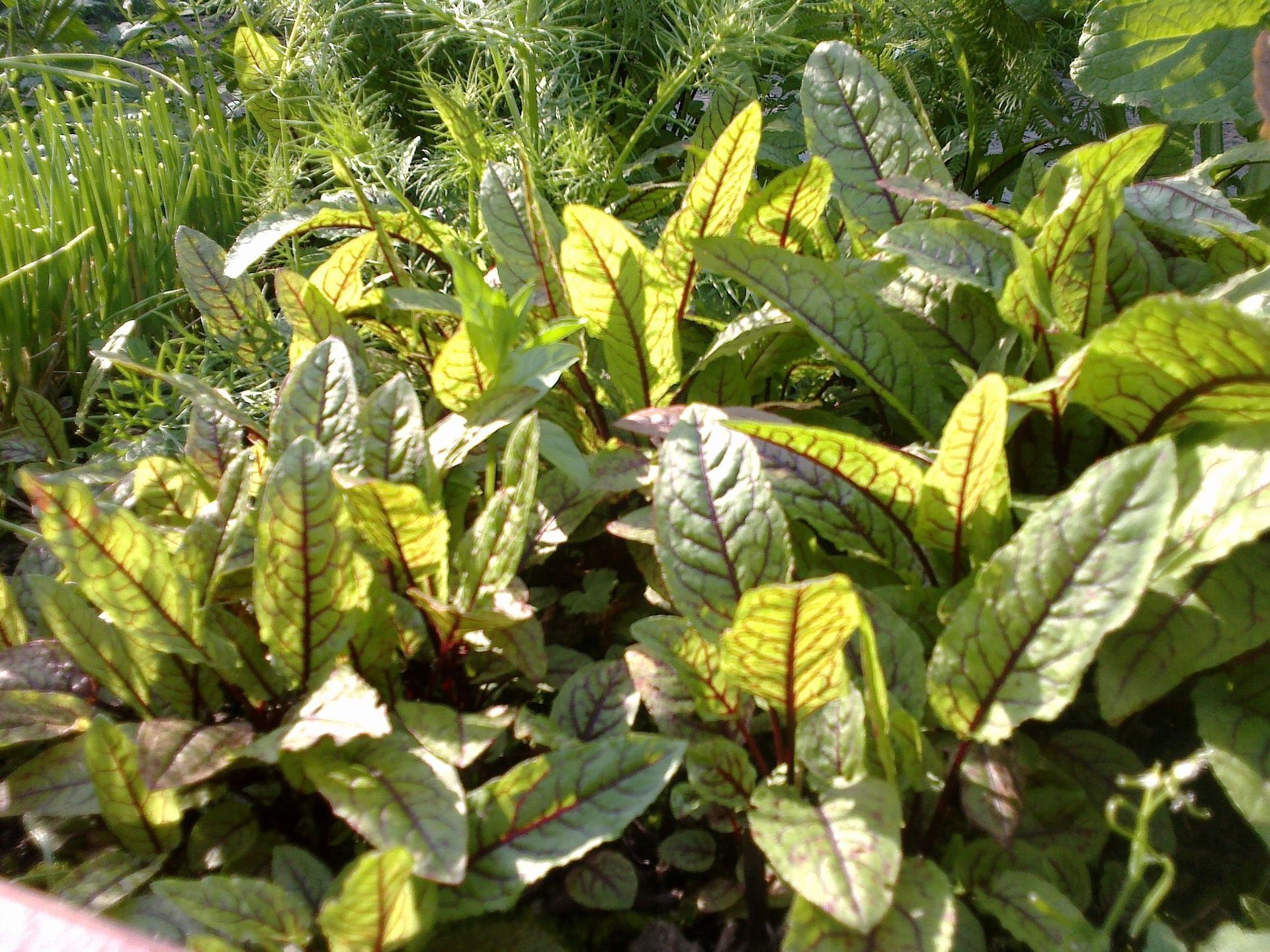 Ein Haufen Pflanzen mit grünen und roten Blättern