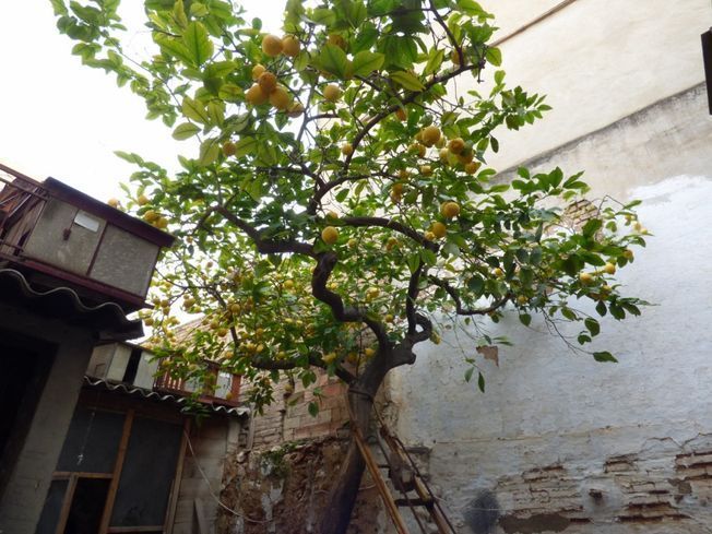 Un patio trasero sucio con un árbol y una escalera.