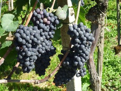 Rote Rebsorten