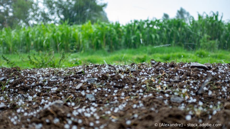 Auf einem Feld liegt viel Hagel auf dem Boden.