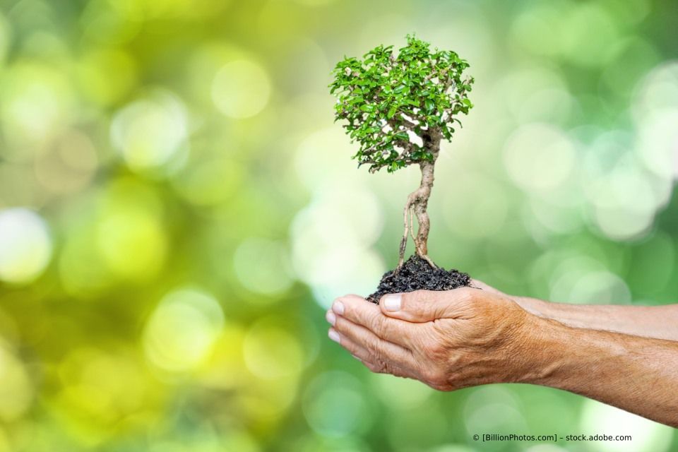 Eine Person hält einen kleinen Baum in ihren Händen.