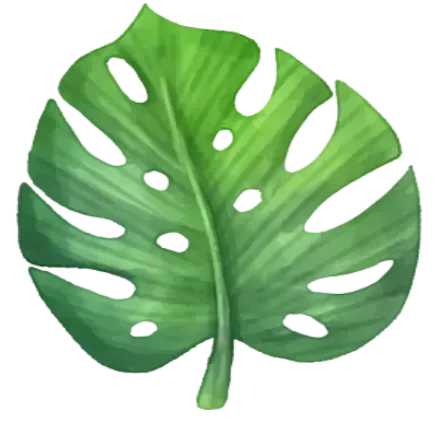 Folha verde de monstera com furos e um pecíolo.