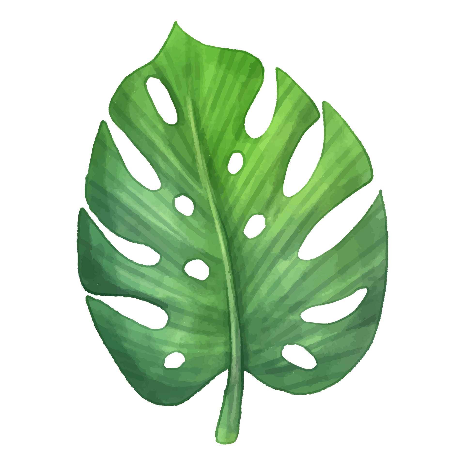 Folha verde de monstera com furos e um pecíolo.