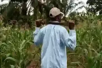 Homem com enxada caminha por um milharal.