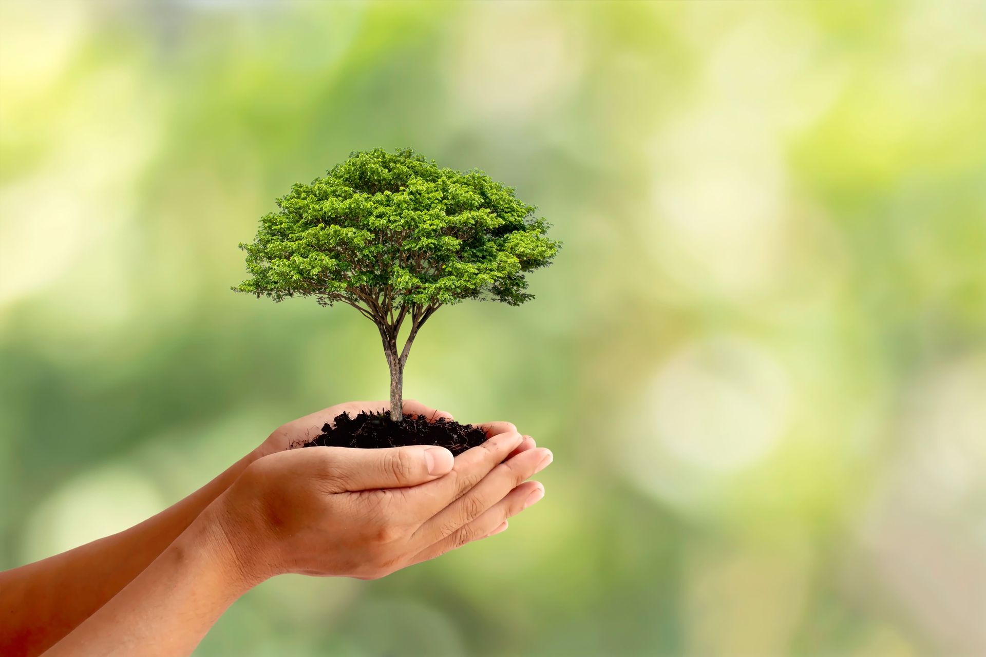 Kleiner Baum der eco zertifizierte Reinigungsmittel und Methoden symbolisieren sollen