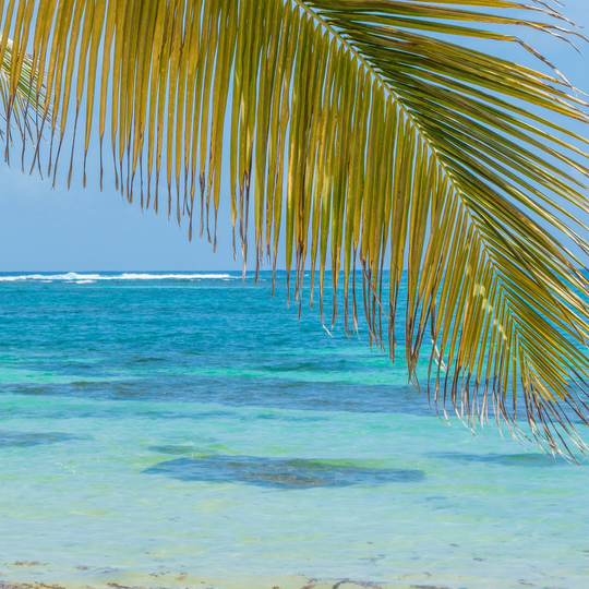 Des feuilles de palmier encadrent un océan turquoise sous un ciel bleu clair.