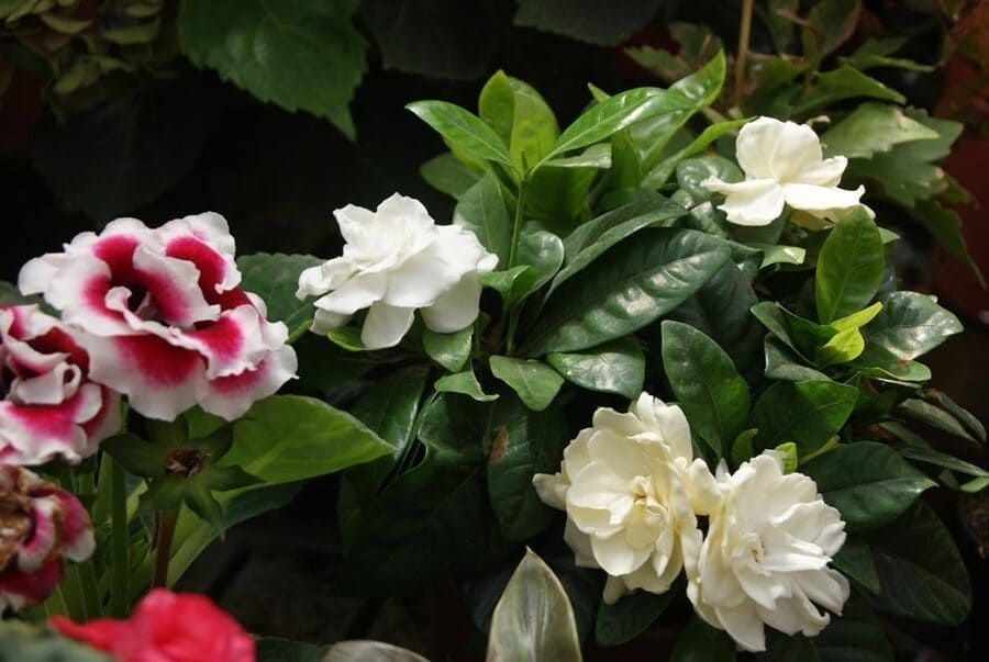 Flores blancas y rosas entre hojas verdes brillantes en un jardín