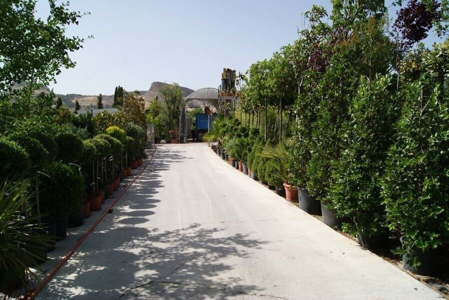 Camino soleado en el jardín, flanqueado por plantas en macetas y árboles, que conduce a la entrada de un edificio