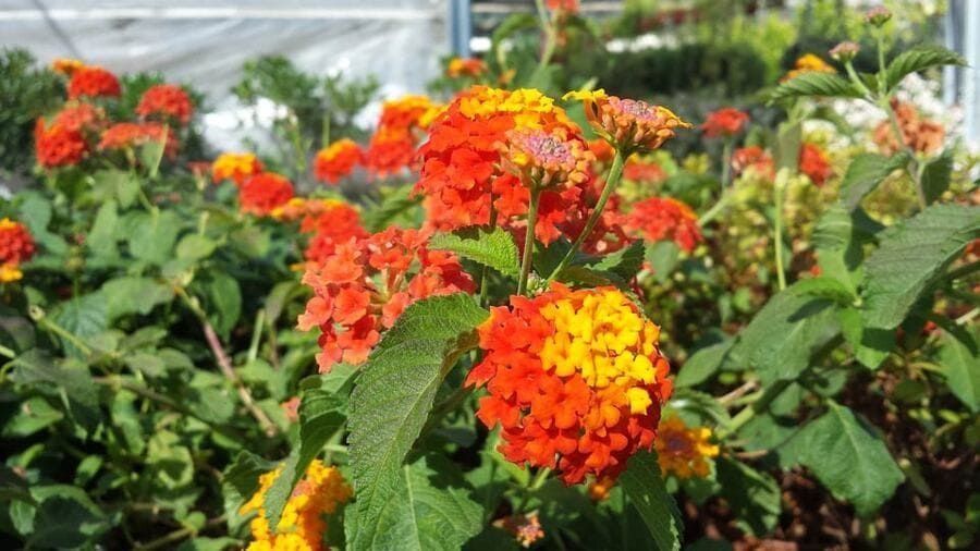 Flores de lantana de color naranja brillante y rojo florecen en un invernadero entre hojas verdes