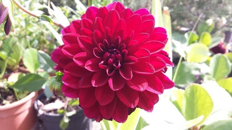 Primer plano de una vibrante dalia roja en flor en un jardín soleado
