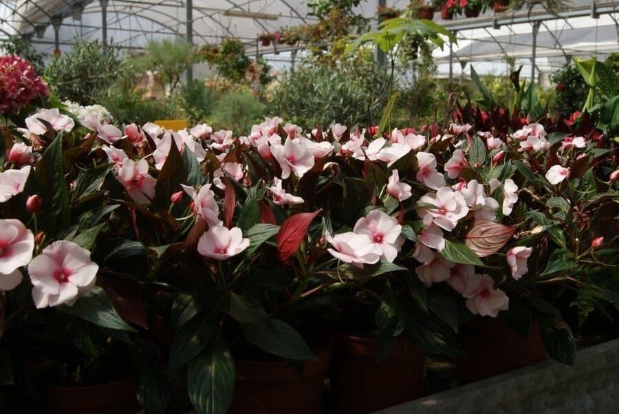 Filas de flores rosas y blancas en un invernadero