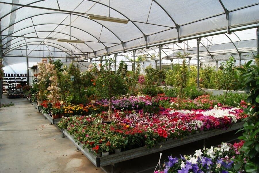 Invernadero lleno de hileras de plantas con flores de colores bajo un techo transparente y curvo