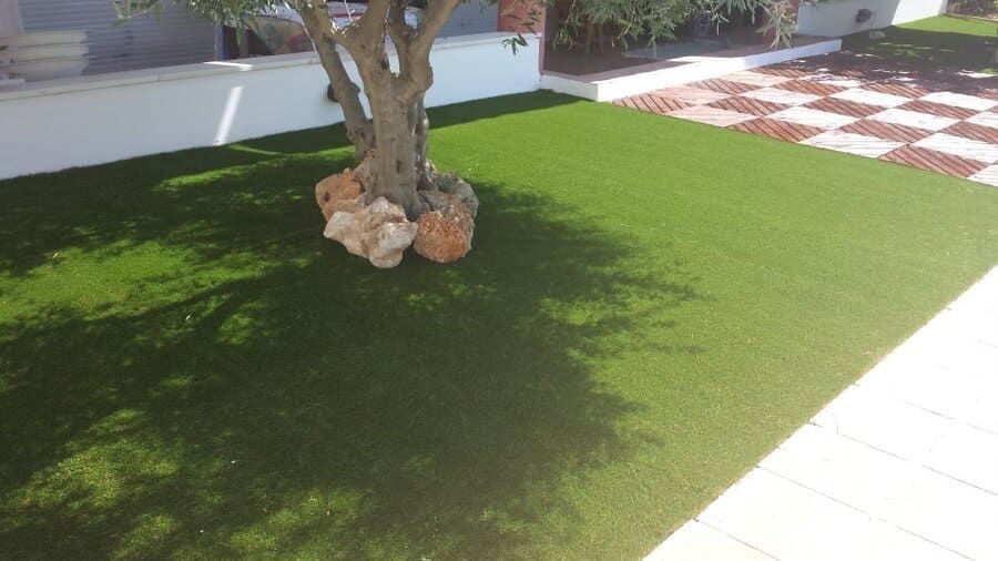 Árbol pequeño en un césped verde bañado por el sol, junto a un camino pavimentado y una pared blanca