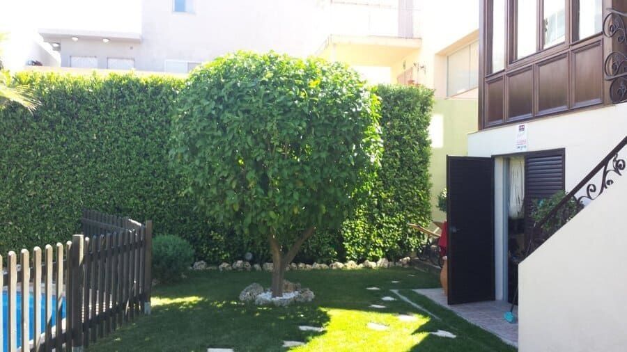 Patio soleado con un gran seto verde, un árbol pequeño, césped y una escalera junto a un edificio