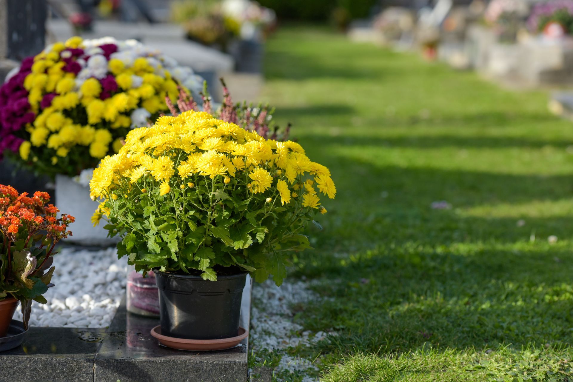 Fleurs au cimetière