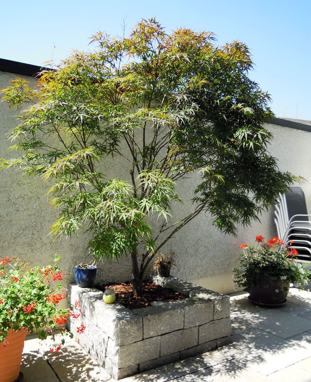 Bepflanzungsvariante mit Ahorn - Hadorn Gartenbau