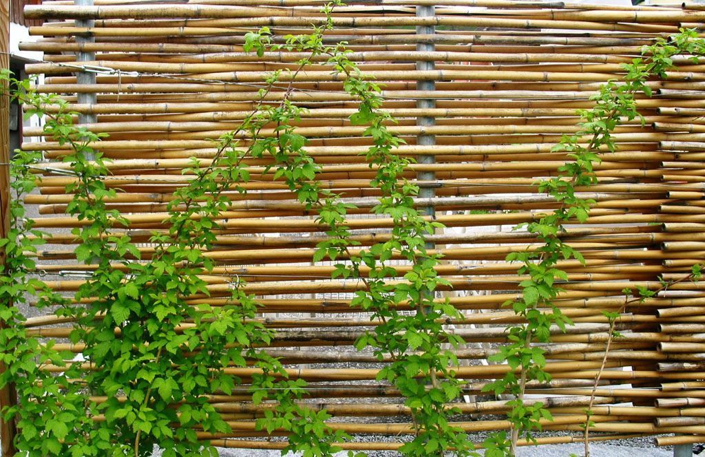 Bambussichtschutz - Hadorn Gartenbau