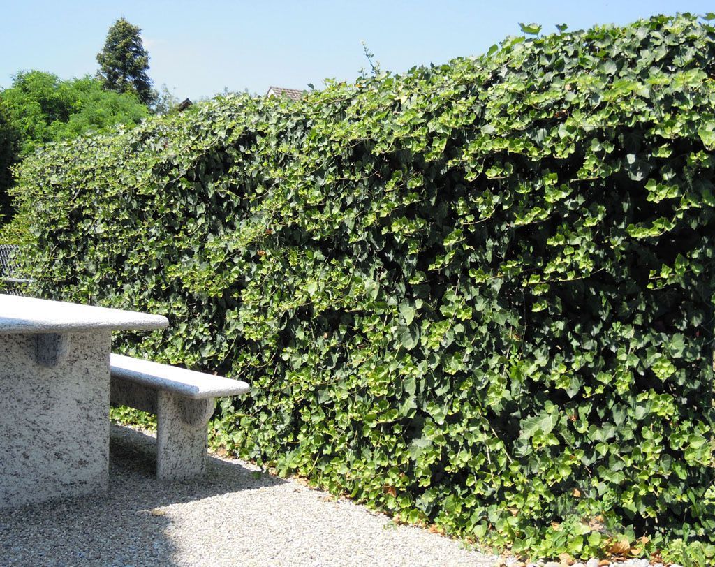 Efeuhecke als Sichtswchutz