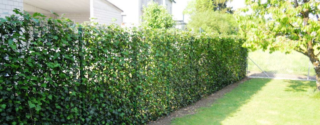 Efeuhecke am Laufmeter - Hadorn Gartenbau