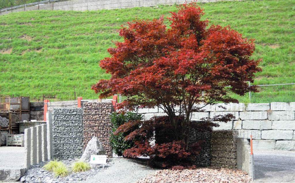 Farbenspiel mit Ahorn - Hadorn Gartenbau