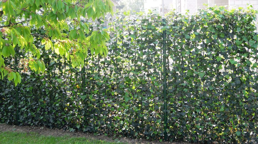Sichtschutzhecke Efeu am Laufmeter - Hadorn Gartenbau