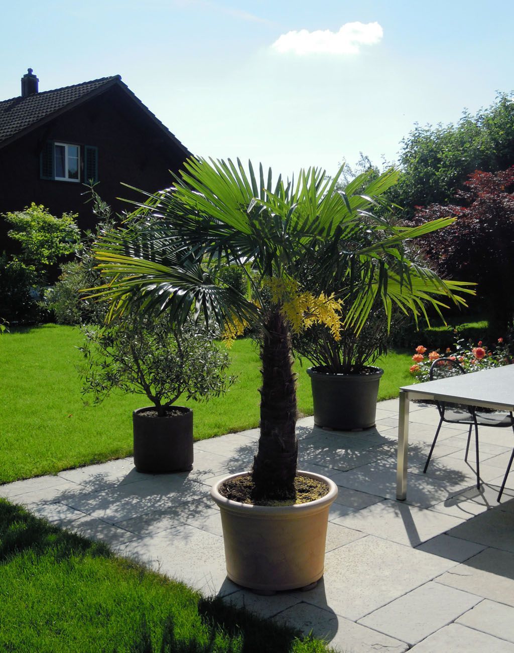 Pflanzkübel in Garten - Hadorn Gartenbau