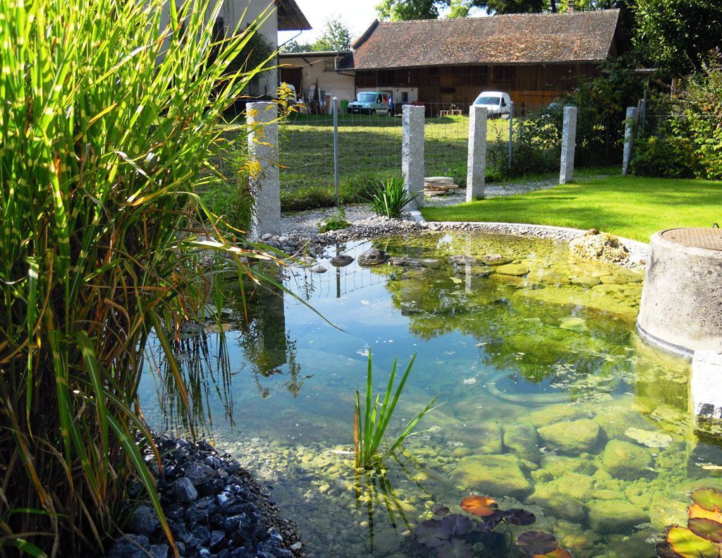 Teich mit Seerosen - Hadorn Gartenbau