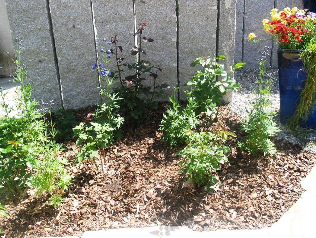 Rabatte bepflanzt - Hadorn Gartenbau