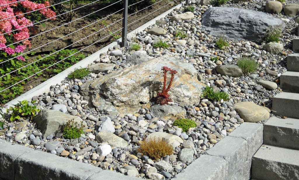 Steingarten bepflanzt - Hadorn Gartenbau