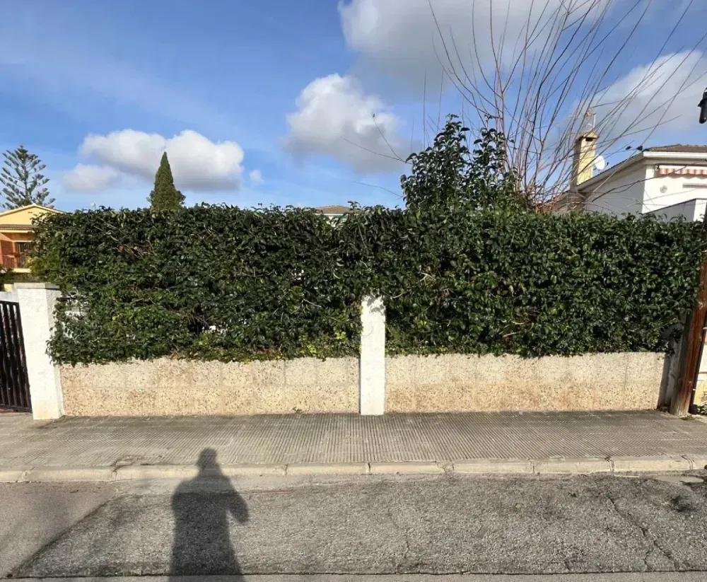 Una acera bordea un muro bajo de piedra texturizada, coronado por un denso seto de color verde oscuro.