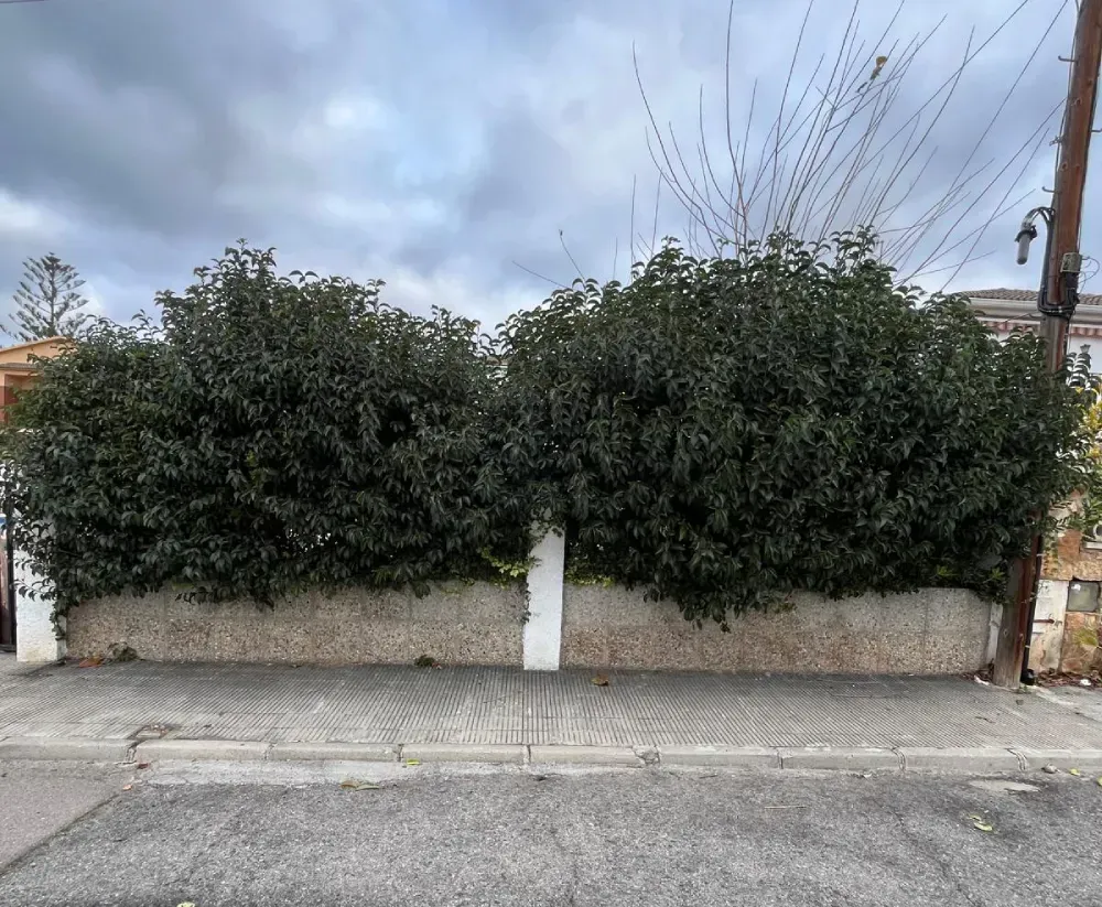Dos frondosos arbustos verdes se alzan sobre un muro de piedra de color claro, separados por un pilar .
