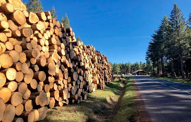 Una pila de troncos tirados al costado de una carretera al lado de un bosque.
