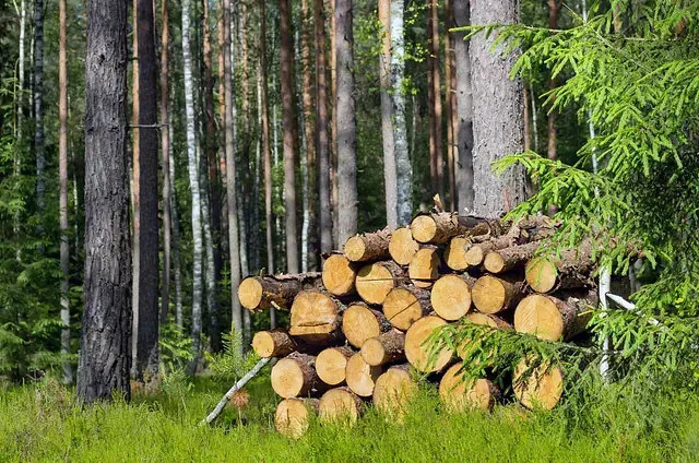 Una pila de troncos en medio de un bosque.
