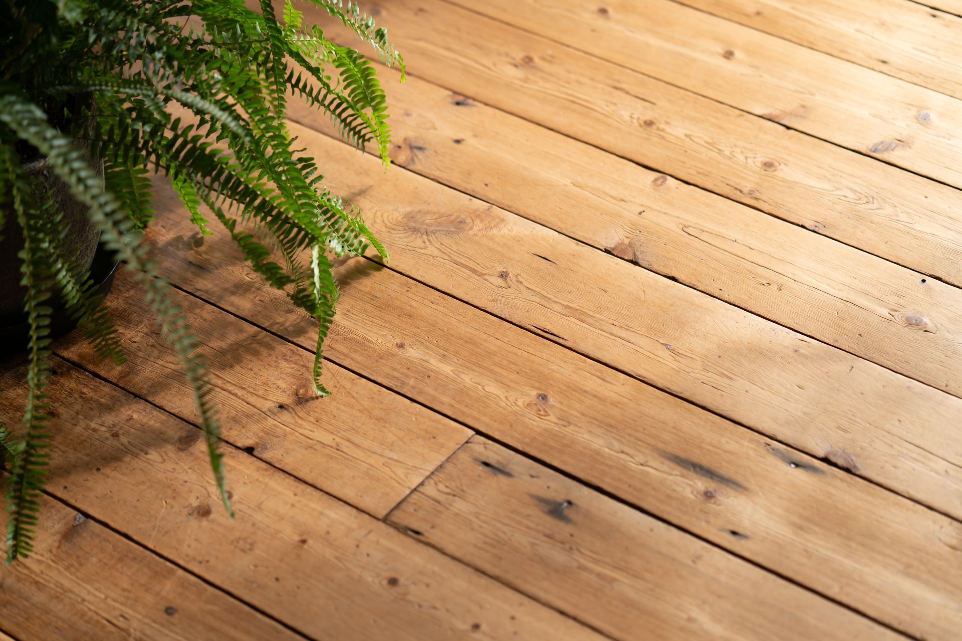 Gros plan sur un parquet en bois. Des feuilles de plante sont visibles.