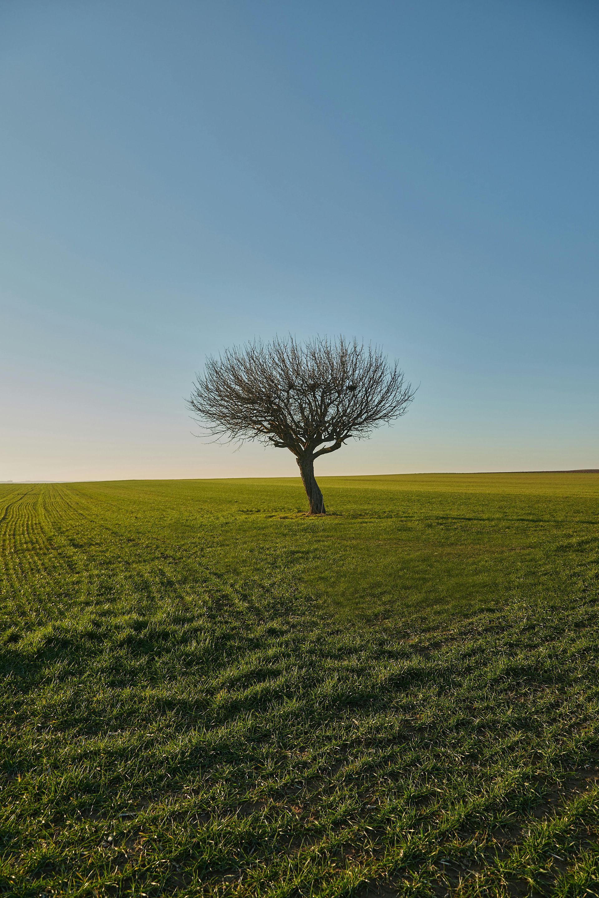 Puu vihreän ruohon pellolla, kirkkaan sinisen taivaan alla.