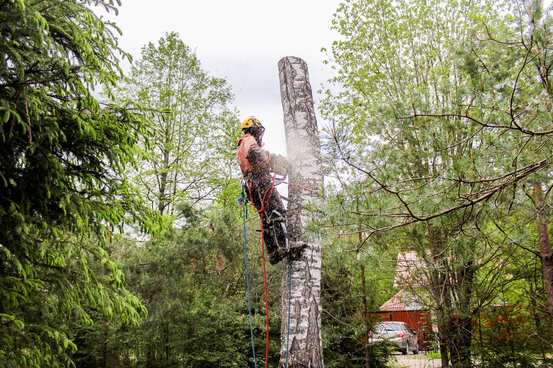 Démontage d'un arbre