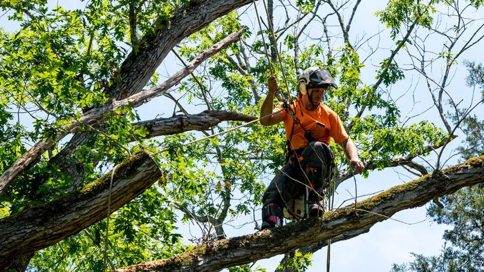 Un élagueur dans un arbre