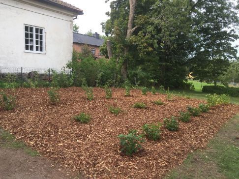 Omakotitalon tyylikkäästi laitettu puutarha