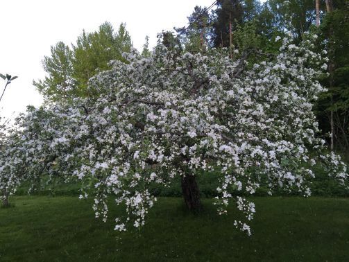 Pihalla kukkiva puu