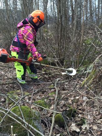 Työntekijä raivaa metsää raivaussahalla