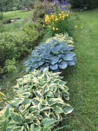 Värikkäitä kukkia puutarhassa