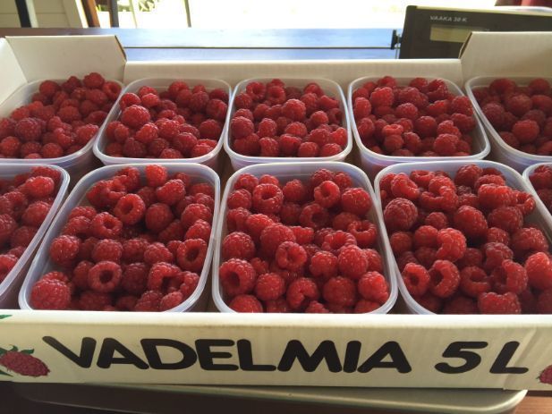  Tuoreita vadelmia 5 litran laatikoissa